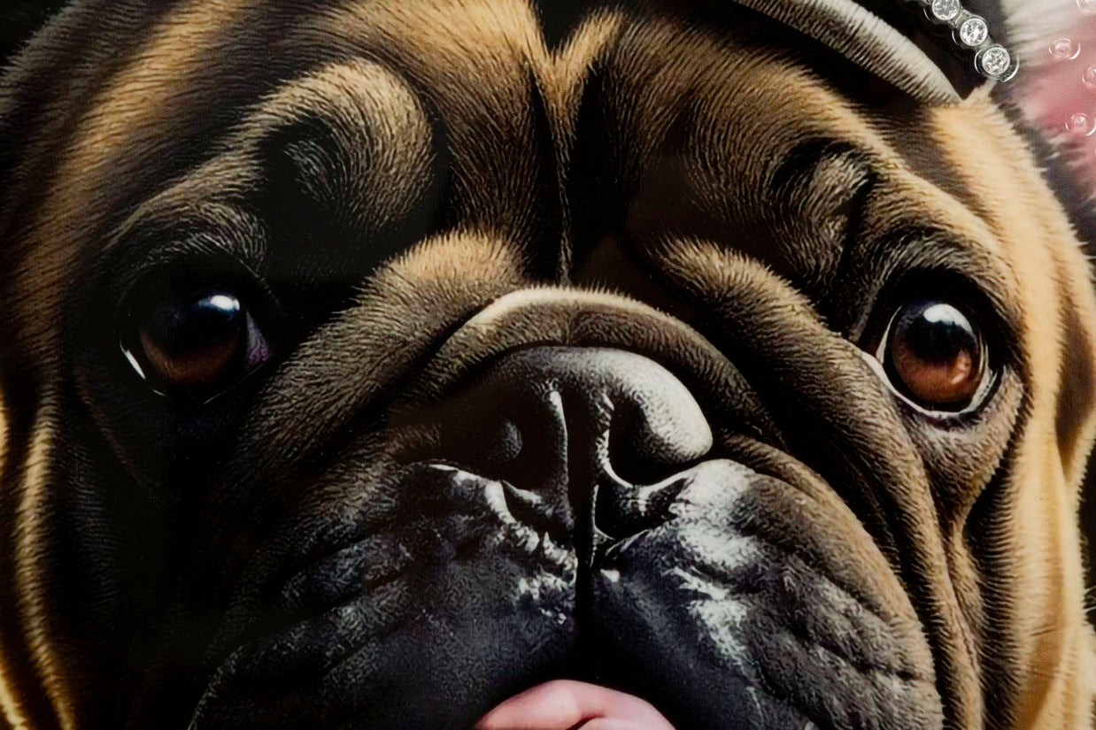 Wandbild Bulldogge 82 cm – Leinwandbild Deko