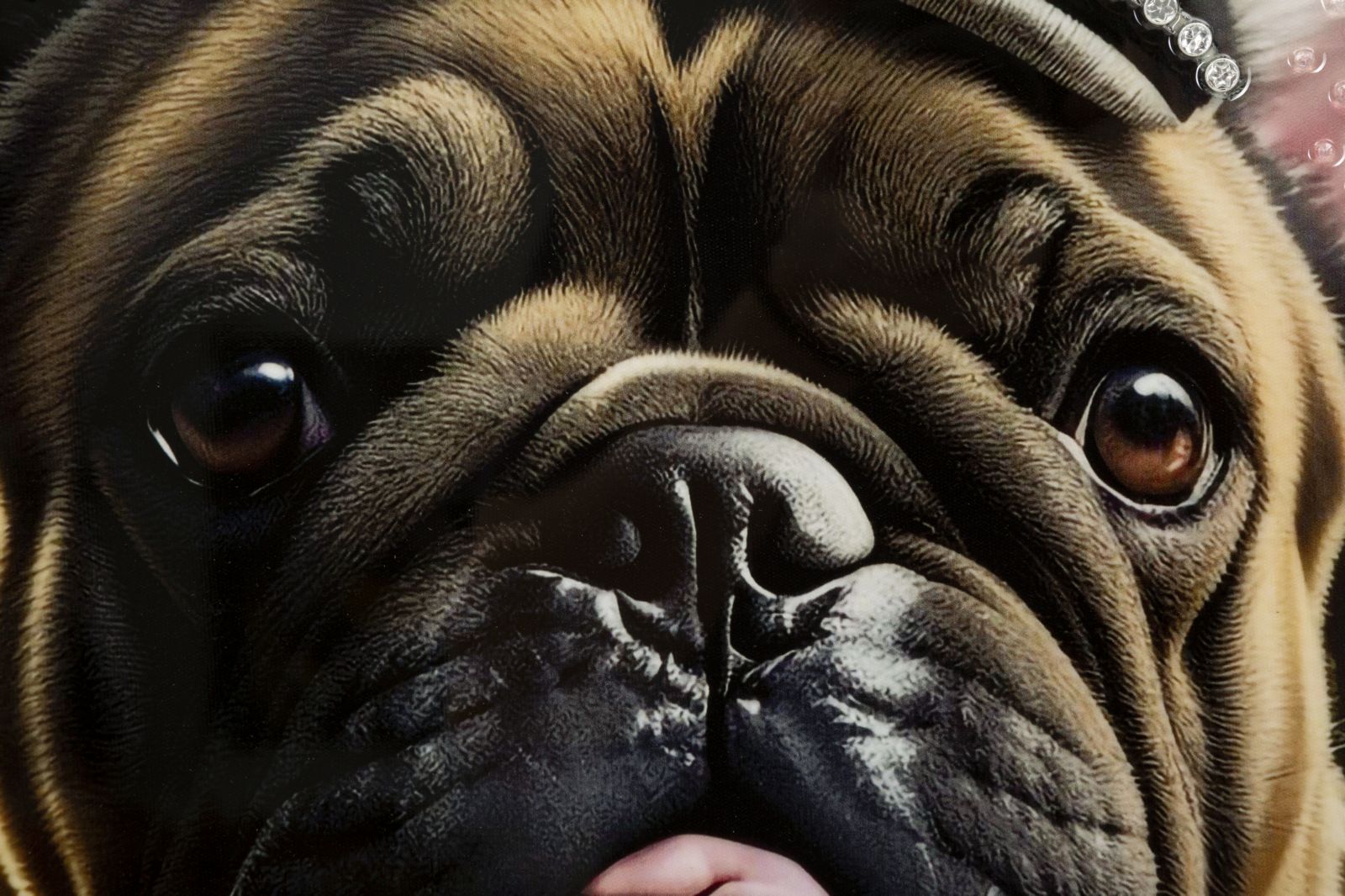 Wandbild Bulldogge 82 cm – Leinwandbild Deko