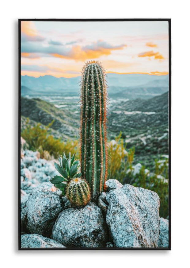 Wandbild Kaktus 90 cm – Leinwandbild Deko