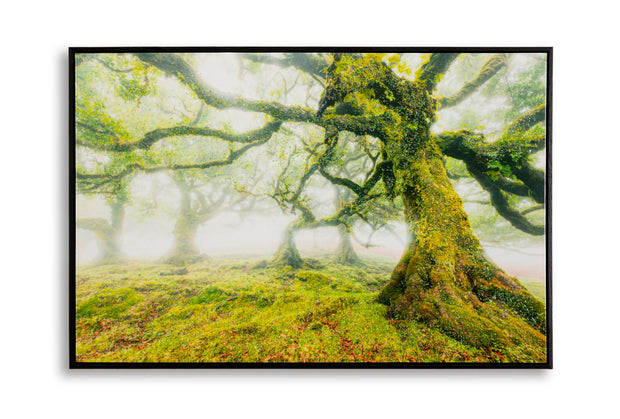 Wandbild Wald 60 cm – Leinwandbild Deko